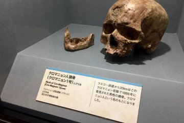 Replica of a skull of Cro-Magnon 