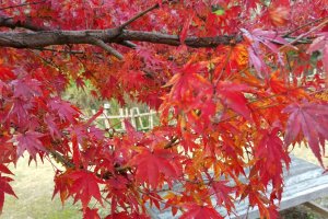 Autumn Colours in Dogo Park