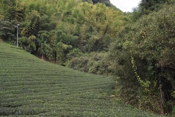 The path takes you past hills lined with tea plants