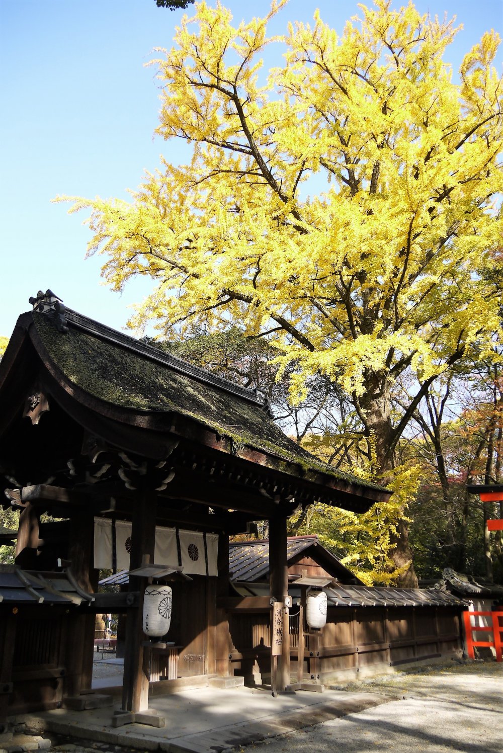 ต้นกิงโกะหรือต้นแปะก้วยตรงประตูทางเข้าศาลเจ้าเปลี่ยนสีเป็นสีเหลืองสวยในฤดูใบไม้ร่วง