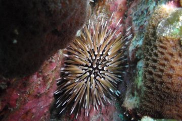 A type of sea urchin at 15m