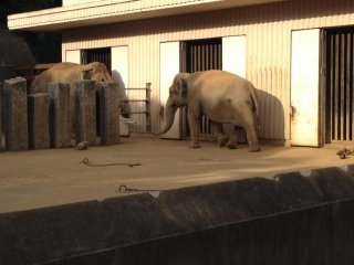 Chú voi cái nặng 800 kg tương đương với 1760 pao 