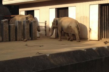 800 kgs / 1760 lbs Female Elephant