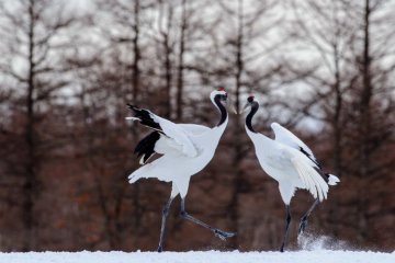 Cranes dancing