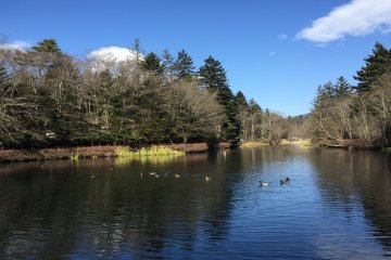 Ducks swimming on the pond