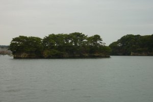 A flat and short pine tree covered island in Matsushima Bay taken from a cruise boat during overcast weather.