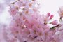 Ota Cherry Blossom Itinerary