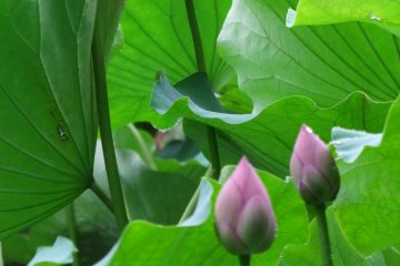 Yokohama's Beautiful Lotus Pond