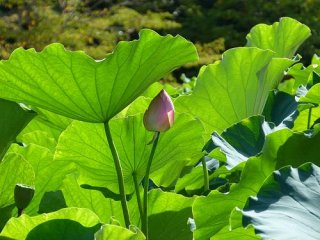 Lotus blossoms blooming on a temple pond
