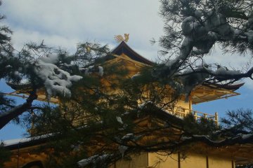 <p>Укрытые снегом, деревья вокруг павильона</p>