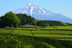 A captivating view of Mount Fuji behind lush, green tea fields
