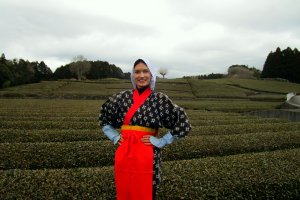 Visit the tea fields of Shizuoka and try your own hand at picking tea