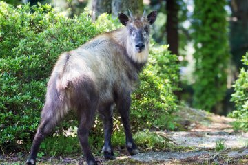 If you're lucky you might see some local wildlife, like the Japanese Serow