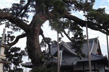 ต้นสน Kuon-no-matsu ยืนเด่นอยู่กลางพื้นที่ในบริเวณวัด