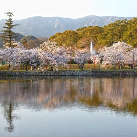 Cherry Blossoms at Ogi Park