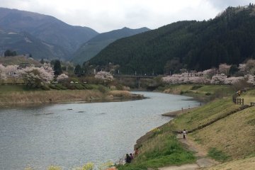 Contrast of pale color of cherry blossom and green mountains