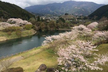 Cherry Blossoms at Ichifusa Dam 