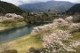 이치후사 댐의 벚꽃