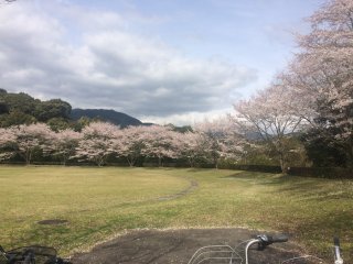 Fully bloomed cherry blossoms framing the spacious lawn