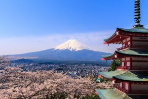 Red pagoda, Mount Fuji and cherry blossoms