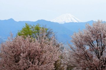 후에후키가와 과일 공원에서 보이는 후지산의 광경