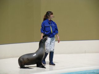 Sea lion is quite nimble in spite of the size and weight!