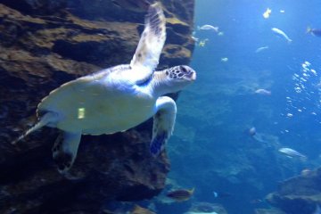 <p>เต่าทะเลที่พิพิธภัณฑ์สัตว์น้ำเกียวโต</p>