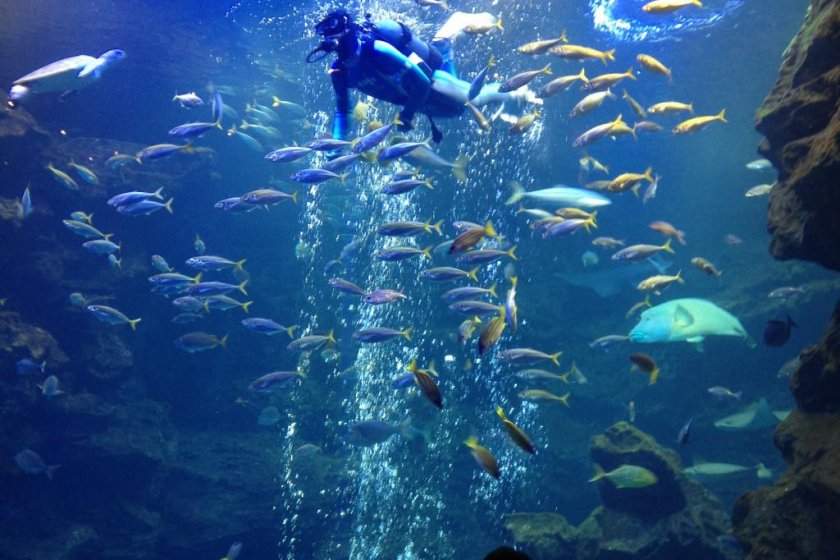Diver enters huge tank to feed the fish