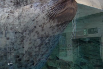 Fur seal up close