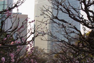 樱花盛开的时期的汐留显得分外美丽
