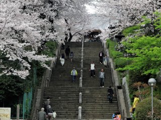 Les cerisiers longent les 100 marches menant à Ikegami Honmon-ji