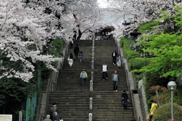 이케가미 혼본지를 향한 100개의 계단에 벚꽃이 줄지어 피어있다