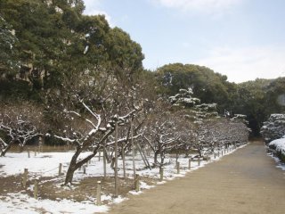 Vào đầu tháng 2, những cây mơ "ume" trong vườn Shukkei-en vẫn còn phủ tuyết mùa đông.