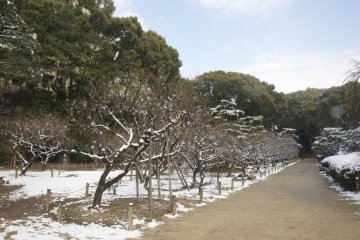 In early February Shukkei-en Garden's "ume" plum tree grove is still firmly in the grip of winter.