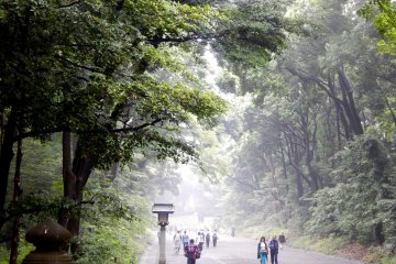 On a humid day in June, fog will create a mystical atmosphere inside the park.
