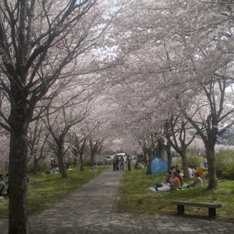 Best Cherry Blossom Sites in Iwate