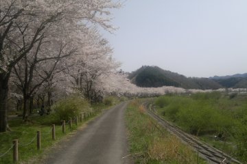 A long row of cherry blossoms near Miyako
