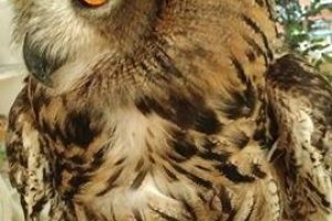Orange eyed owl, 'Haku chan'