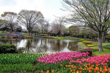 สวน Showa Memorial Park หรือ Showa Kinen Koen ในทะชิคะวะ
