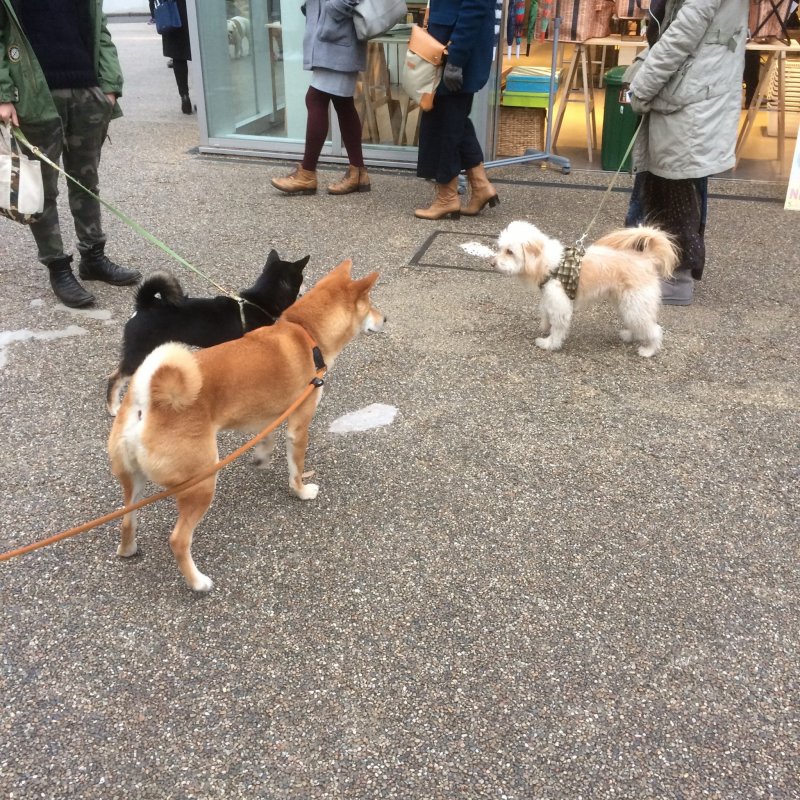 A very dog-friendly neighbourhood, Daikanyama is a great place to spot Tokyo's fluffiest residents