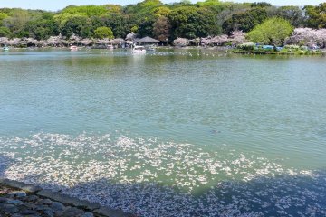 Hanami fubuki leaving a litter of petals on the water surface