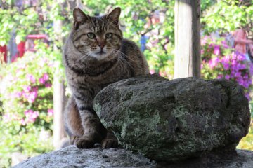 Посетителей встречала живая кошка, сидящая на камне