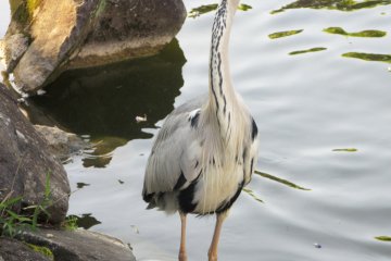 I could approach the heron for a photo