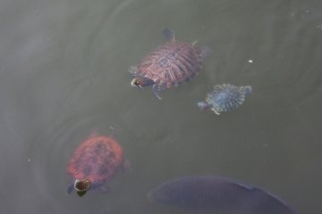 Kame (turtles) in the pond