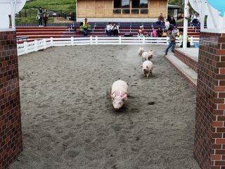 Anak-anak dapat mengikuti lomba balapan babi dan mencoba menangkapnya