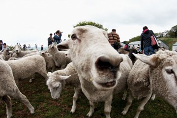 Up close and personal with sheep