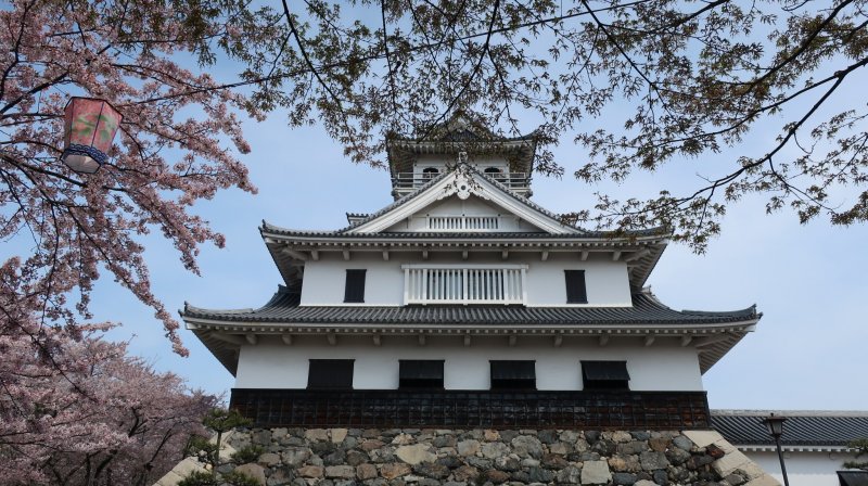 ปราสาท Nagahama ท่ามกลางดอกซากุระ