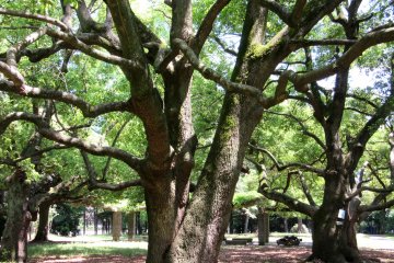 Разыскивая Bonsai Village, я оказалась в парке с гигантскими деревьями