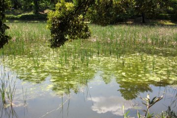 Picturesque park's pond