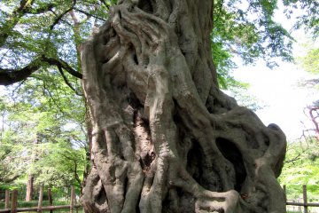 Amazing tree trunk!